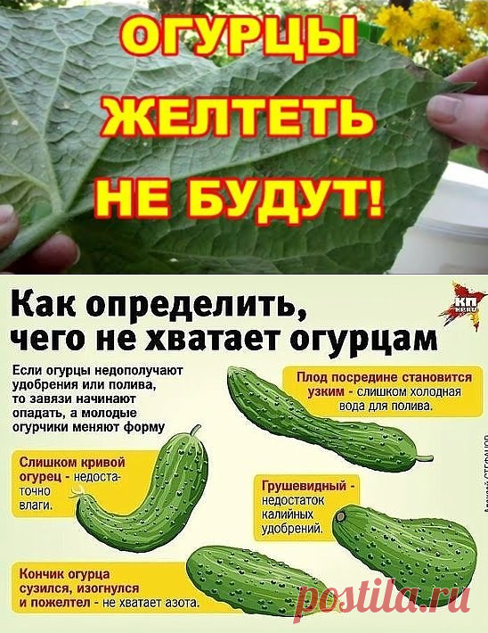 (4) Одноклассники