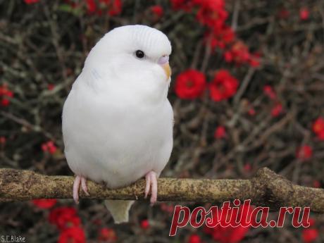 white budgie by kiwipics on DeviantArt
