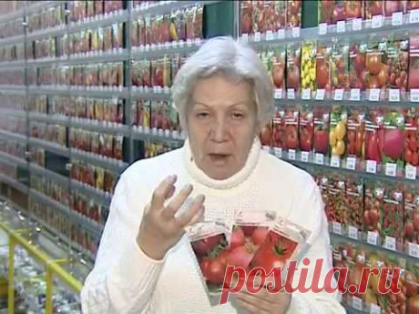 Советы тети Тани. Выбираем крупноплодные томаты.