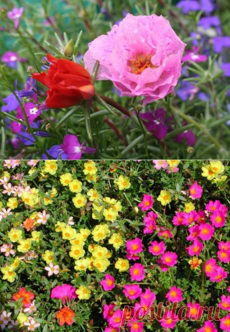 Портулак: посадка, размножение, уход. Виды, болезни и вредители портулака.