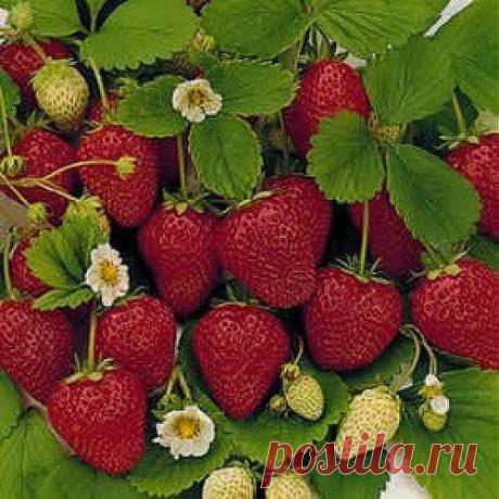 Вкусное лекарство – земляника | Друг пенсионера
Я хочу поведать про лечение одного из самых распространенных недугов — камней в почках. Думаю, что многие из тех, кому за 45, успели познако­миться с этой напастью лично, а уж слышали о ней, наверняка, все без исключения