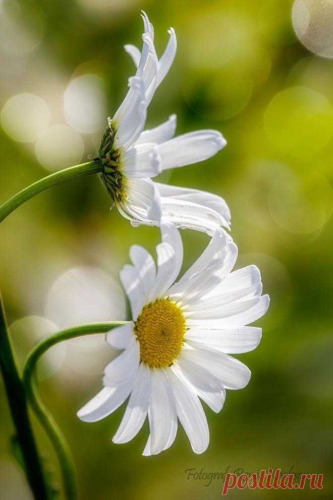 Пин на доске яРОМАШЕЧКИ