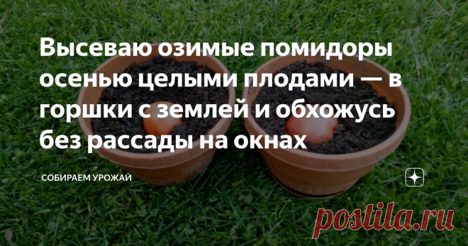 Высеваю озимые помидоры осенью целыми плодами — в горшки с землей и обхожусь без рассады на окнах