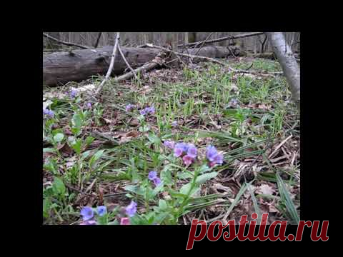 Пение птиц в весеннем лесу, спокойная фоновая музыка фортепиано. Для релаксации, медитации и отдыха.

Звуки весеннего леса. Пробудившийся весенний лес, пение птиц и первые цветы. Шум леса, релаксация и отдых. Спокойная фоновая музыка фортепиано. Для релакса, успокоения, медитации.Весенний московский лес.

Все мои видео для релаксации, успокоения и отдыха, здесь: https://делаем-сайт.com/video/vic/relaksacija_i_meditacija
