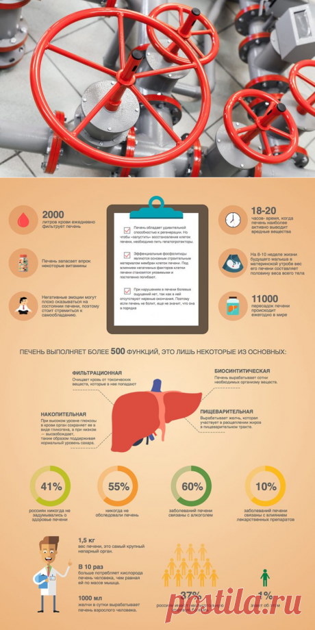 Что делает печень? / Будьте здоровы