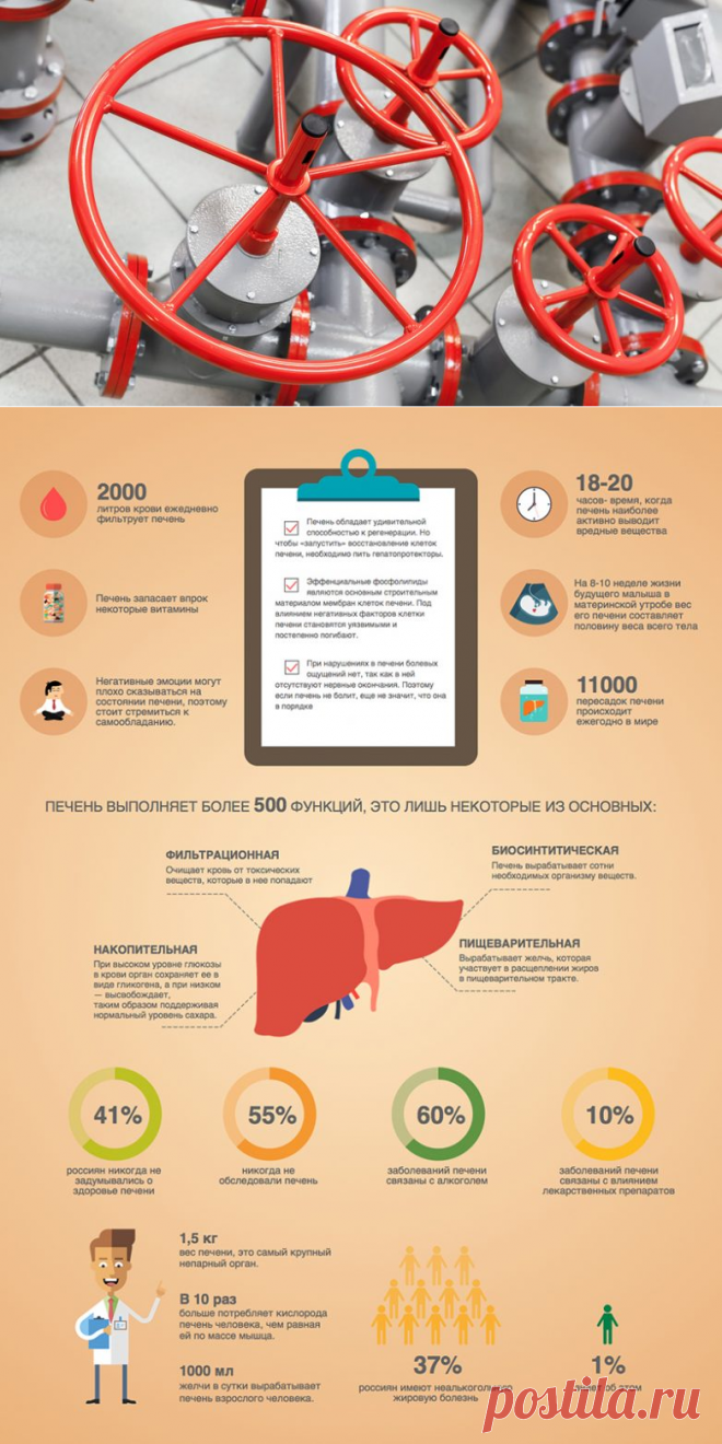 Что делает печень? / Будьте здоровы
