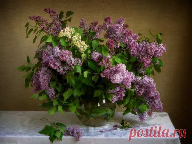 Сирень | Фотосайт СуперСнимки.Ру