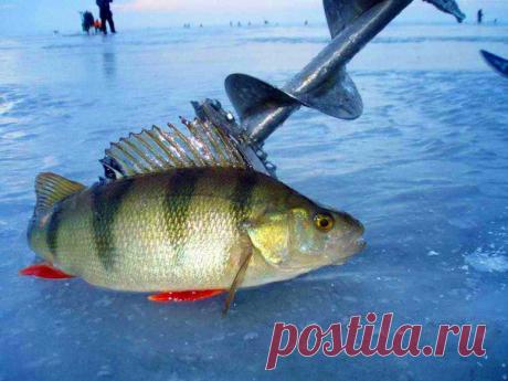 Зимняя рыбалка / Богатая добыча