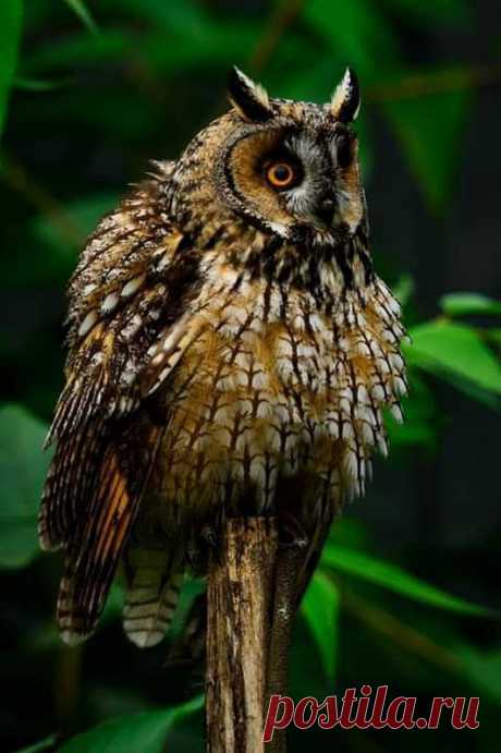 WOA Animal – Google+