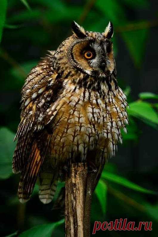 WOA Animal – Google+