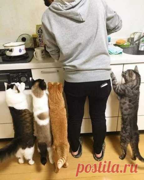 Кушать скоро будем?!