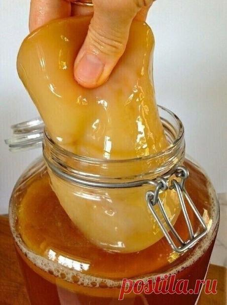 ЧАЙНЫЙ ГРИБ — АНТИБИОТИК ИЗ БАНКИ. КАК ВЫРАСТИТЬ САМОСТОЯТЕЛЬНО.