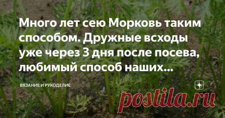 Много лет сею Морковь таким способом. Дружные всходы уже через 3 дня после посева, любимый способ наших бабушек Приветствую своих постоянных читателей, а также, всех, кто заглянул на мой канал впервые.
Как получить дружные и быстрые всходы моркови?
Есть отличный проверенный способ посева моркови, благодаря которому всходы появляются как щётка, уже на 3-5 день после посева. Этот способ известен давно, ещё наши бабушки и прабабушки успешно применяли его, благодаря ему и прор...