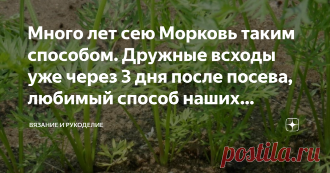 Много лет сею Морковь таким способом. Дружные всходы уже через 3 дня после посева, любимый способ наших бабушек Приветствую своих постоянных читателей, а также, всех, кто заглянул на мой канал впервые.
Как получить дружные и быстрые всходы моркови?
Есть отличный проверенный способ посева моркови, благодаря которому всходы появляются как щётка, уже на 3-5 день после посева. Этот способ известен давно, ещё наши бабушки и прабабушки успешно применяли его, благодаря ему и прор...