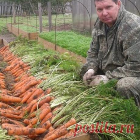 Овощи, которые стоит посадить рядом друг с другом.