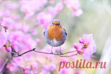 В мире природы - информационно-познавательный журнал. 
#Растения, #животные, #ландшафтный дизайн. Домашние питомцы. #Красивые #фото пейзажей.