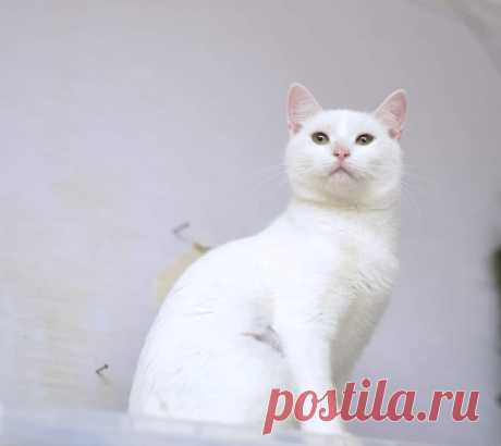 КАК СТРАШНО...ИЗ ДОМА - В ПРИЮТ...

‼️Приют СОС...‼️
... несчастная кошечка, которая  тяжело переживает пребывание в приюте...
домашняя...она не понимает что с ней происходит, не может привыкнуть, страшно стрессует...!Facebook