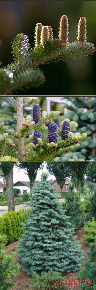 Посадка и уход за пихой. Сорта пихты