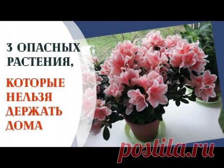 3 опасных растения которые нельзя держать дома