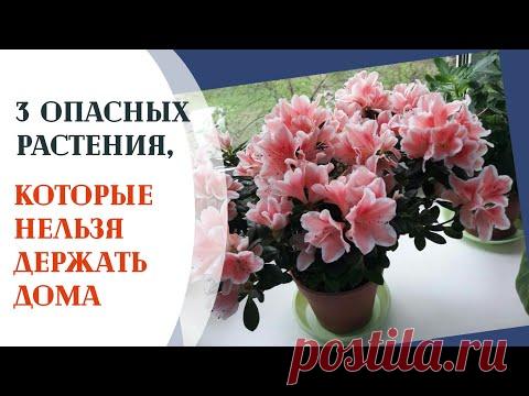 3 опасных растения которые нельзя держать дома