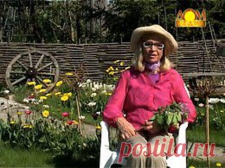 ФИТОФТОРА Садоводство. Вопросы и ответы онлайн