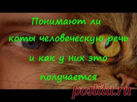 ПОНИМАЮТ ЛИ КОТЫ ЧЕЛОВЕЧЕСКУЮ РЕЧЬ и как у них это получается DO CATS UNDERSTAND HUMAN SPEECH