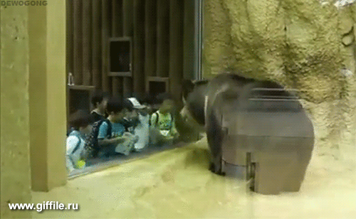giffile.ru_gif_animals_(648)_thumb_500.gif (Изображение GIF, 500 × 308 пикселов)