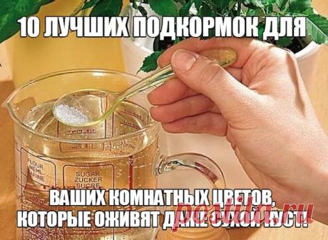 10 лучших подкормок для ваших комнатных цветов, которые оживят даже сухой куст! 
Невероятно! Эти подкормки для комнатных растений способны оживить даже самое безнадежное растение! Секрет роскошного домашнего цветника – в правильном питании ваших любимых растений. Посмотрите примеры правильного меню здесь! 

Секрет роскошного комнатного цветника прост: растения нужно хорошо подкармливать, иначе не дождаться ни пышной листвы, ни хорошего цветения. Жесткая диета, когда растен...