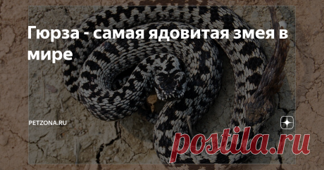 Гюрза - самая ядовитая змея в мире Одной из самых крупных ядовитых змей в мире считают  гюрзу. Как правило, взрослые змеи достигают в длину 100-150 сантиметров, но  встречаются и такие, чья длина равна двум метрам. Еще более внушительной гюрзу  делает ее достаточно толстое (с руку взрослого человека) тело.