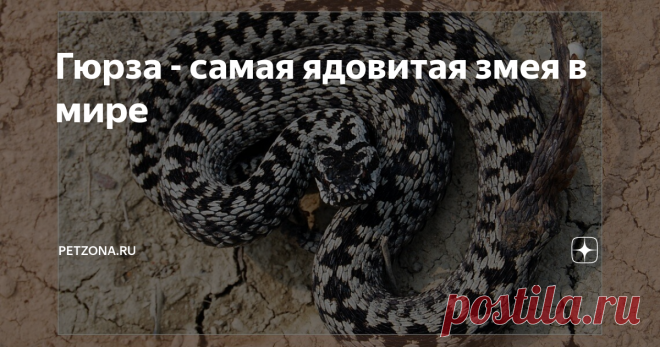 Гюрза - самая ядовитая змея в мире Одной из самых крупных ядовитых змей в мире считают  гюрзу. Как правило, взрослые змеи достигают в длину 100-150 сантиметров, но  встречаются и такие, чья длина равна двум метрам. Еще более внушительной гюрзу  делает ее достаточно толстое (с руку взрослого человека) тело.