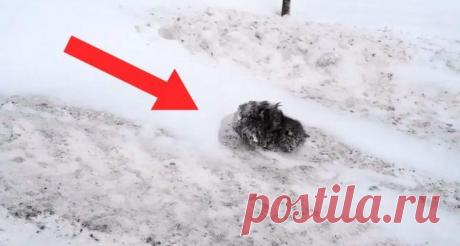 Никто не обращал внимание на замёрзший комок шерсти, только ОН решил остановиться… — Лап-Ушки.com — любимые животные