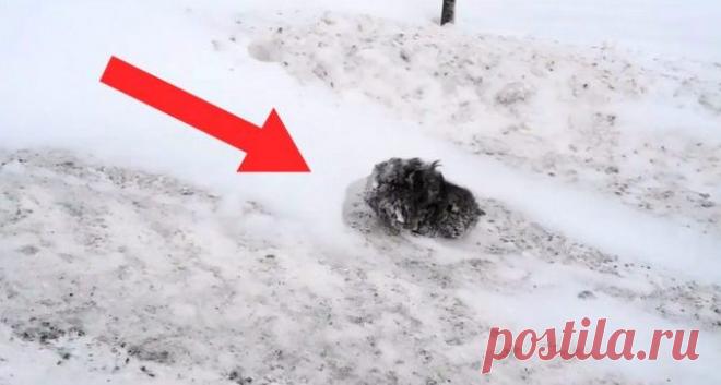 Никто не обращал внимание на замёрзший комок шерсти, только ОН решил остановиться… — Лап-Ушки.com — любимые животные