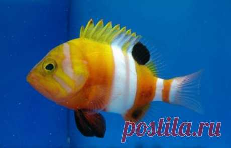 Самые дорогие и редкие тропические аквариумные рыбы в мире - PetShopTop