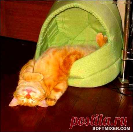Жуткие факты о семействе кошачьих… | SOFTMIXER