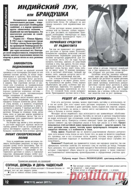 Индийский лук или брандушка