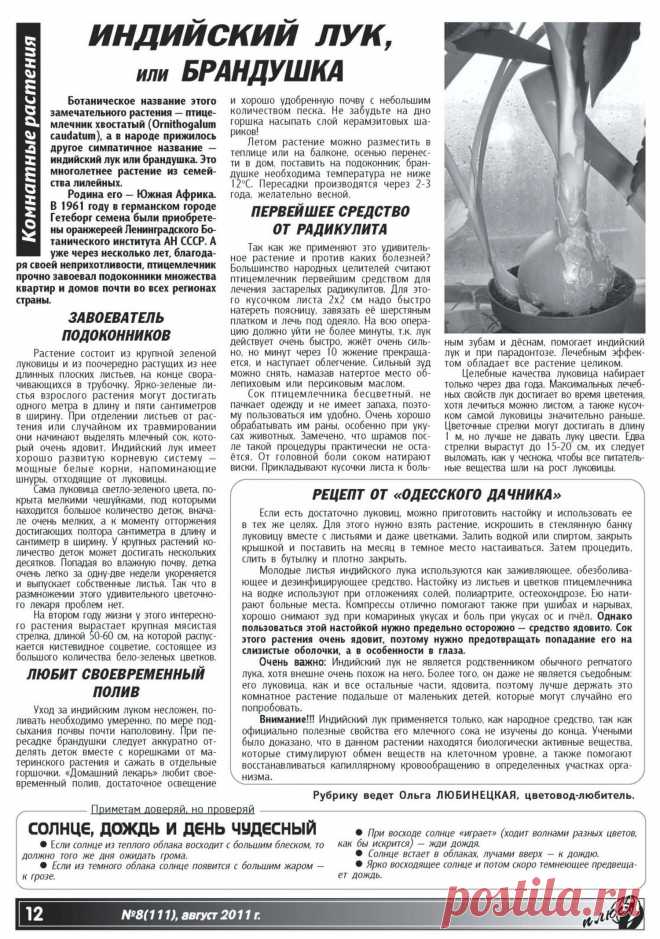 Индийский лук или брандушка