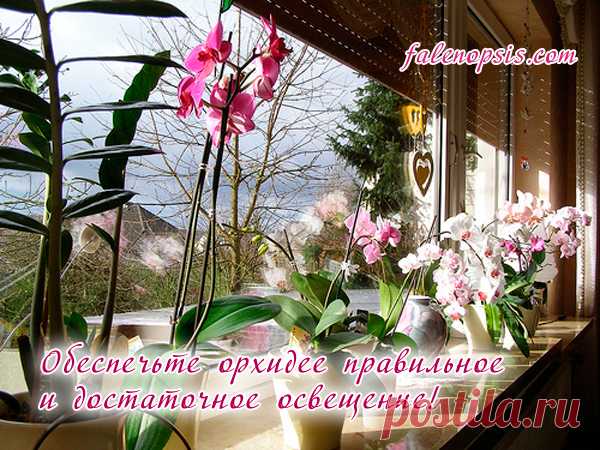 Важные особенности ухода за орхидеей фаленопсис