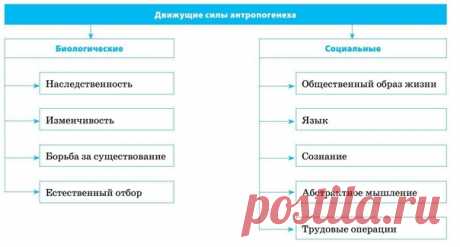 Антропогенез — процесс историко-эволюционного формирования человека, первичного развития его трудовой деятельности, языка, а также общества.