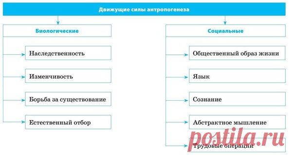Антропогенез — процесс историко-эволюционного формирования человека, первичного развития его трудовой деятельности, языка, а также общества.