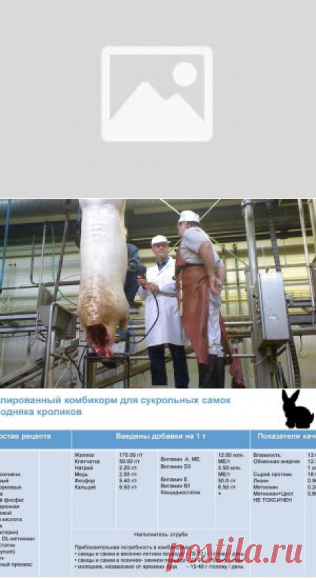 Биоконверсия питательных веществ корма в мясную продукцию - БиоКорова