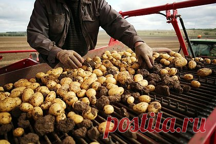 Сборы картофеля в России резко снизились
