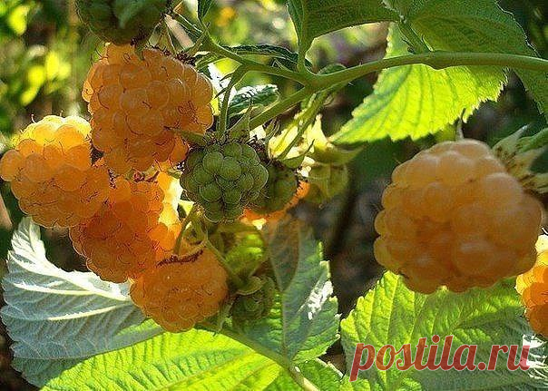 Малина желтая – ЗРЯ НЕ САЖАЕТЕ… | 6 соток