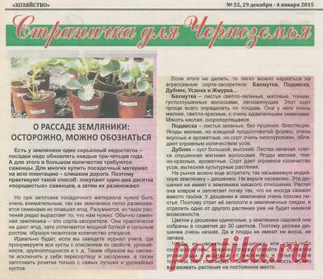 О рассаде земляники: осторожно, можно обознаться