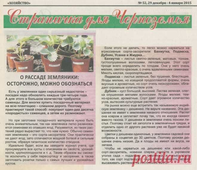 О рассаде земляники: осторожно, можно обознаться