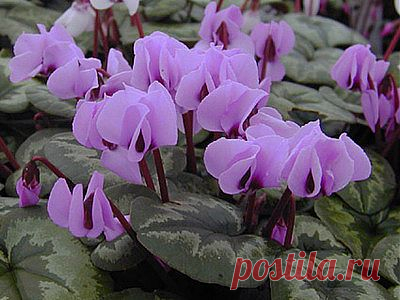 Цикламен - размножение и описание болезней. Виды