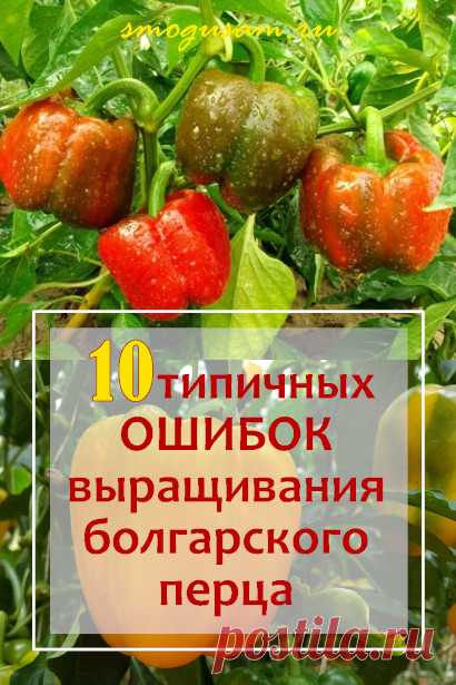 Самые распространенные ошибки выращивания сладкого перцa