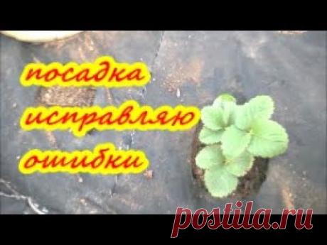 КАК САЖАТЬ КЛУБНИКУ НА АГРОВОЛОКНО ?/Исправляю ошибки