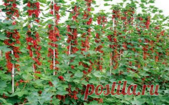 СМОРОДИНА: ВЫРАЩИВАНИЕ НА ШПАЛЕРЕ