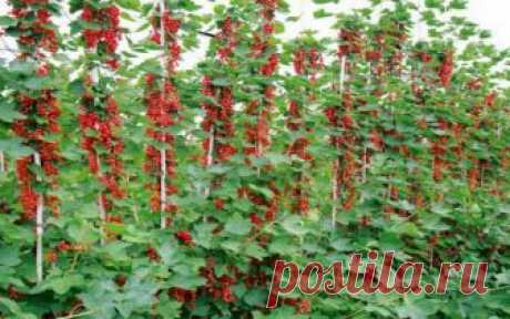 СМОРОДИНА: ВЫРАЩИВАНИЕ НА ШПАЛЕРЕ