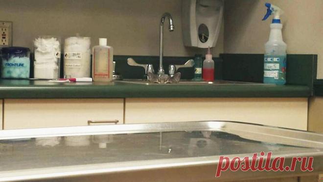 7 глазоразминательных фото «Найди кота» – Фитнес для мозга